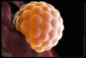 A fertilized zygot that implanted itself in its mother's womb